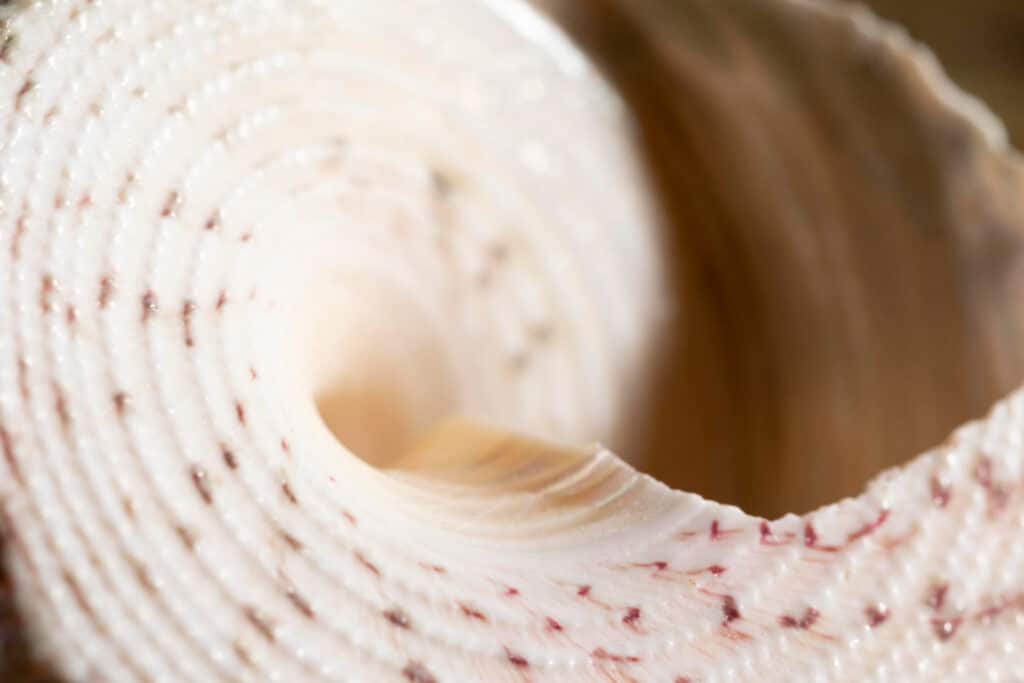 Artisan d'art en Tabletterie